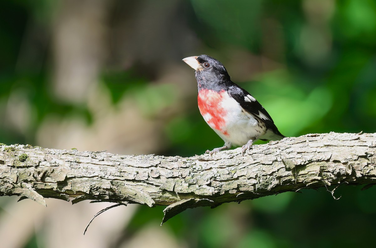 Rose-breasted Grosbeak - ML620872711