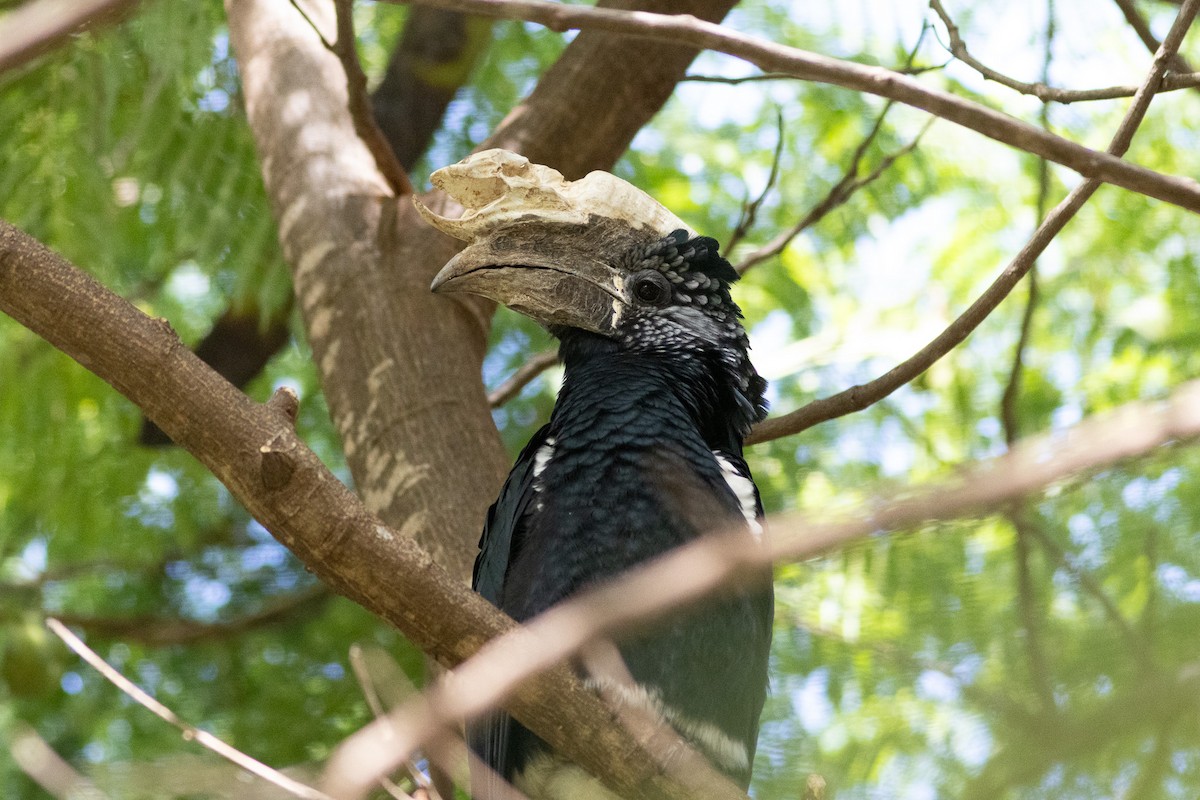 Silvery-cheeked Hornbill - ML620872716