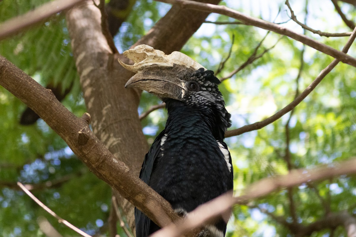 Silvery-cheeked Hornbill - ML620872717