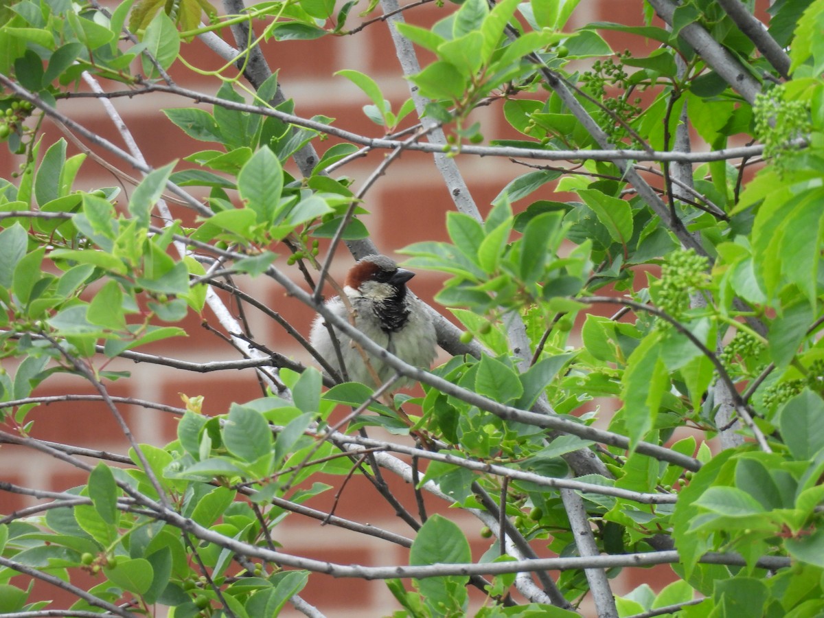 House Sparrow - ML620872719