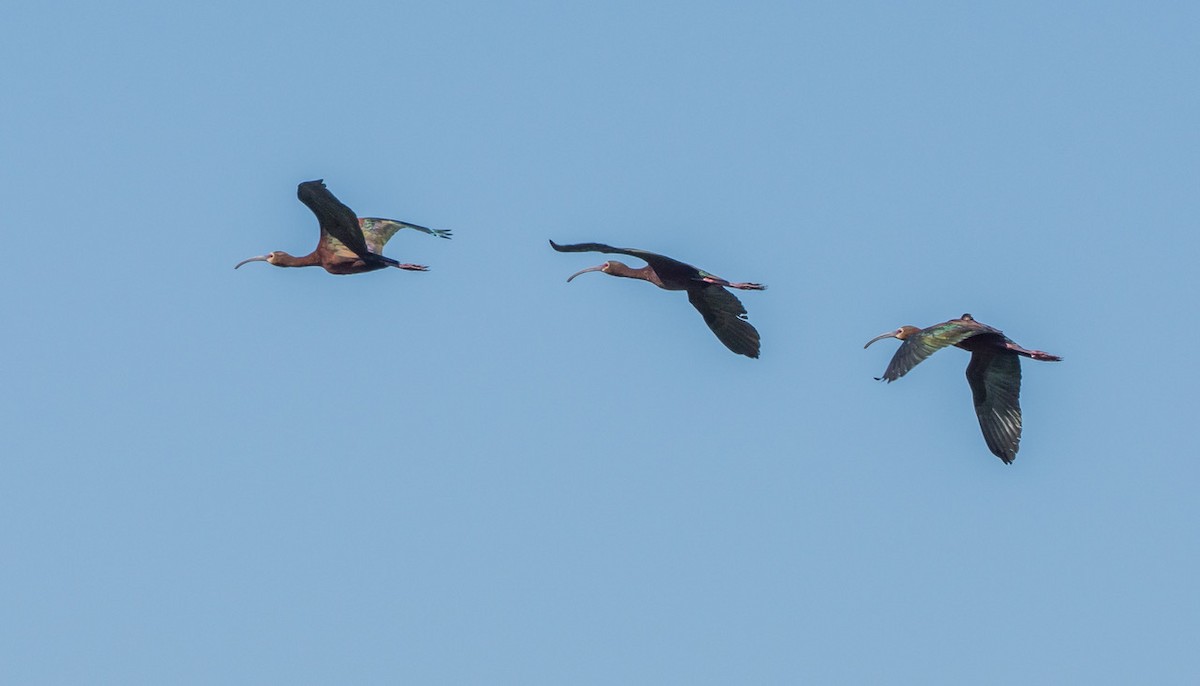 White-faced Ibis - ML620872723