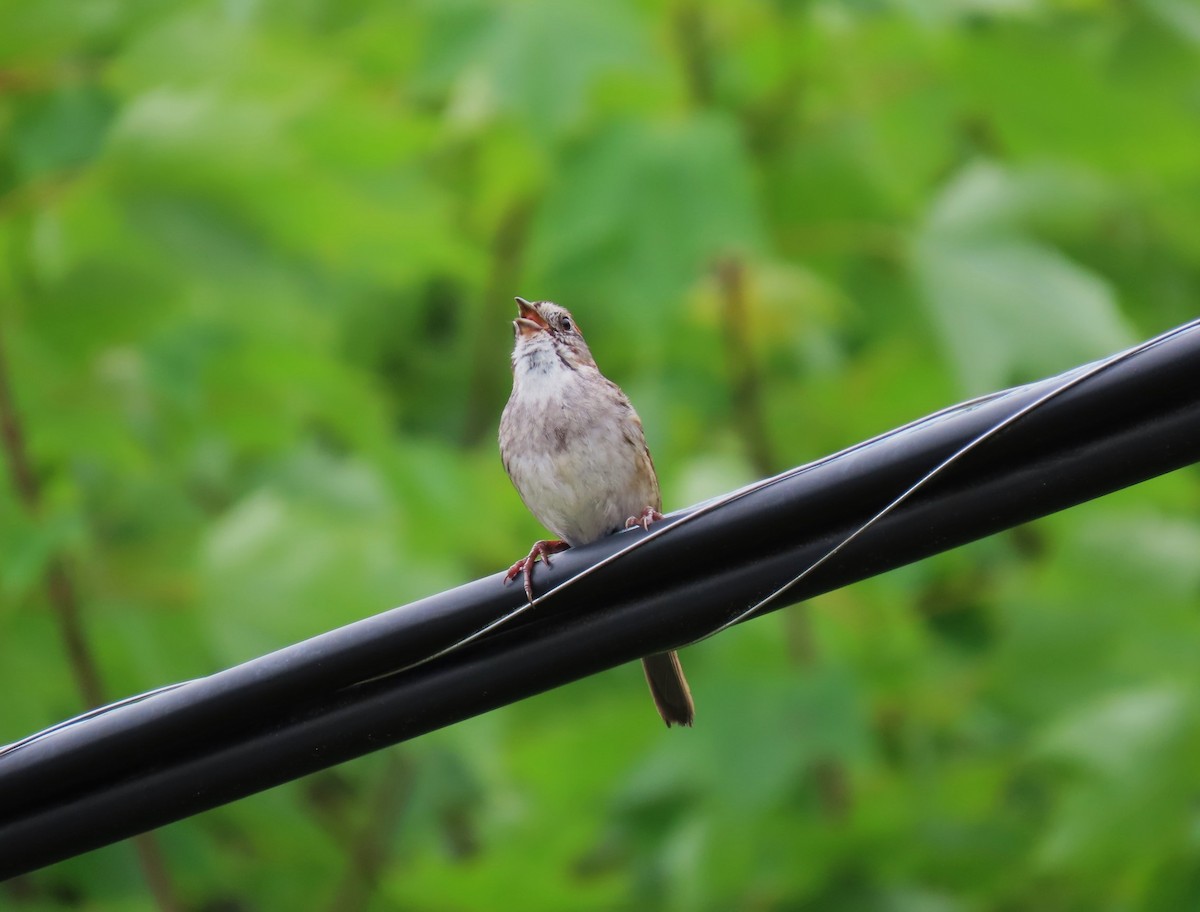 Swamp Sparrow - ML620872725