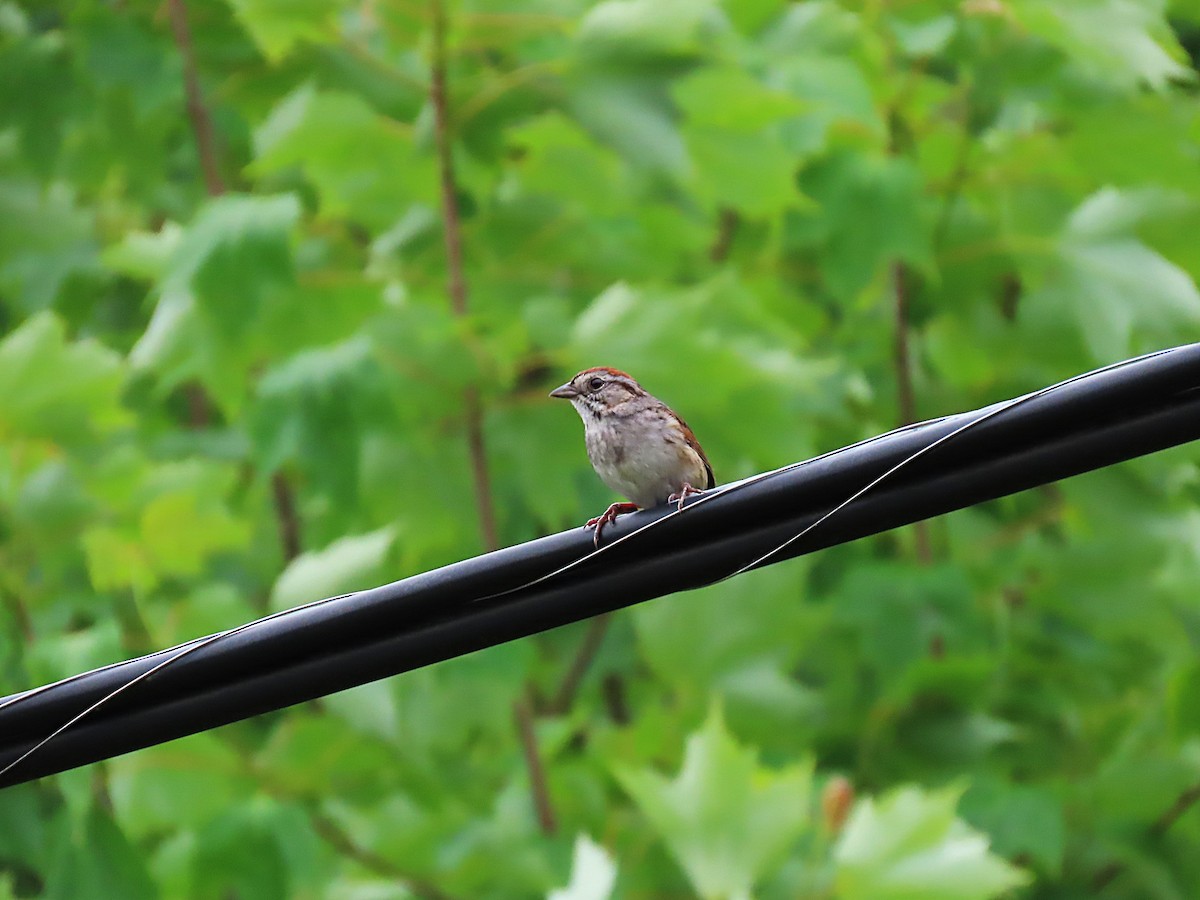 Swamp Sparrow - ML620872728