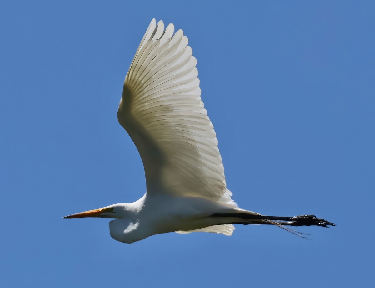 Great Egret - ML620872733