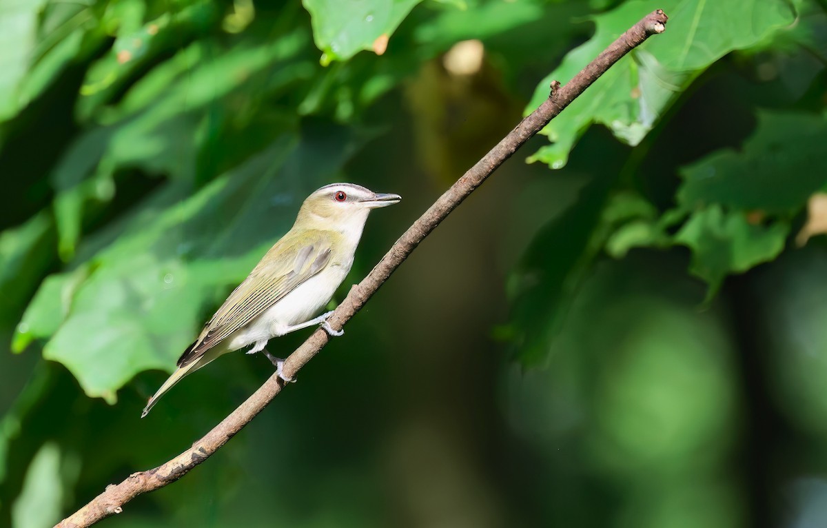 Red-eyed Vireo - ML620872754