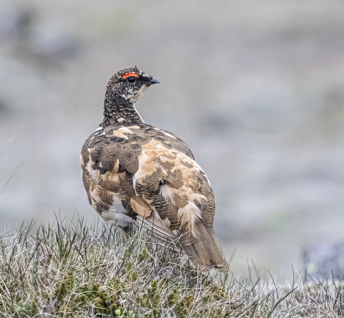 Rock Ptarmigan - Robert Bochenek