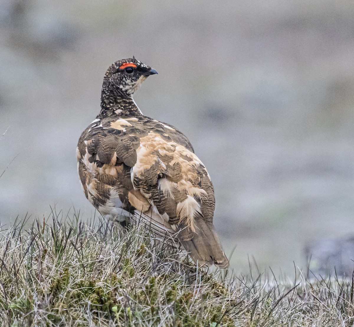 Rock Ptarmigan - Robert Bochenek