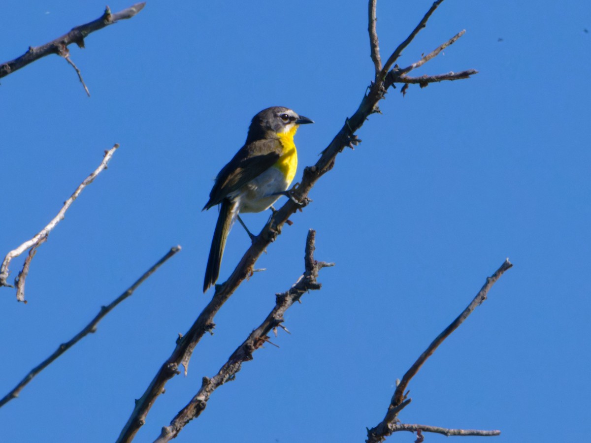 Yellow-breasted Chat - Alan Van Norman