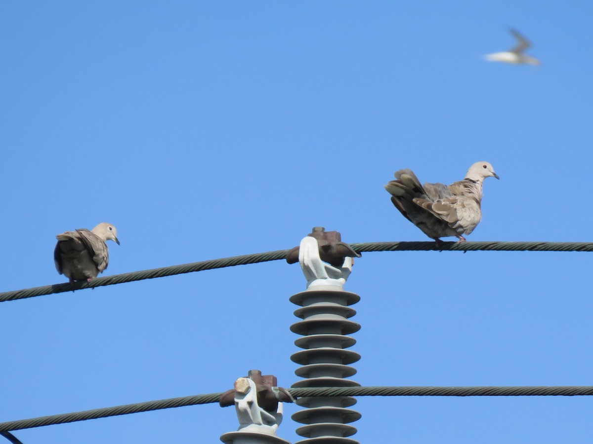 Eurasian Collared-Dove - ML620872793