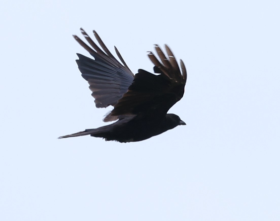 American Crow - ML620872794