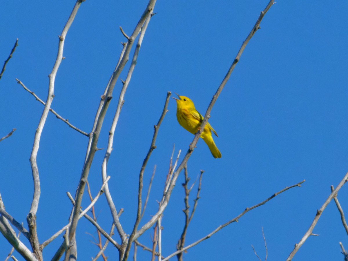 Yellow Warbler - ML620872796