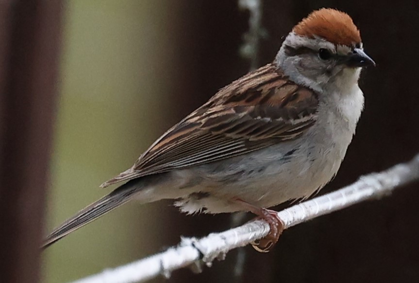 Chipping Sparrow - ML620872803