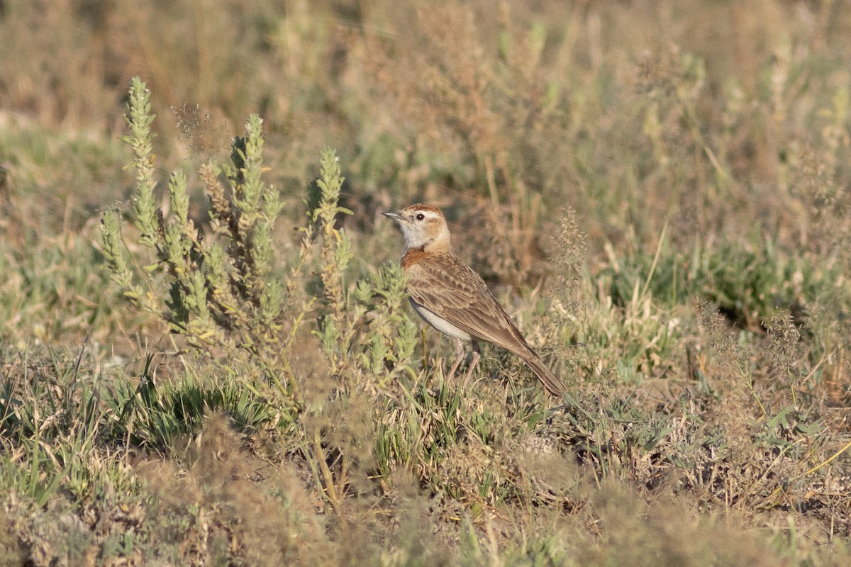 Red-capped Lark - Edward Jenkins