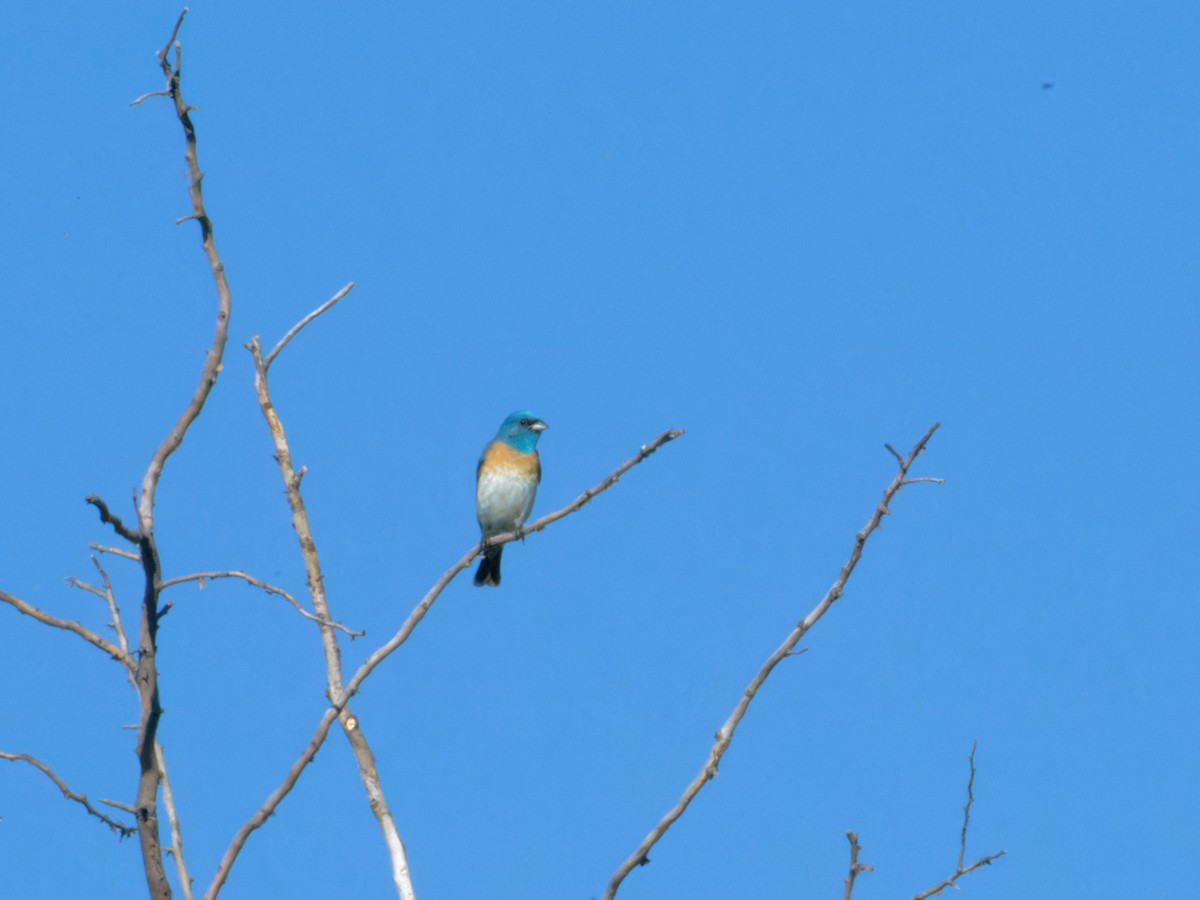 Lazuli Bunting - ML620872807