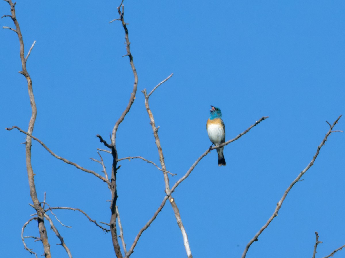 Lazuli Bunting - ML620872808