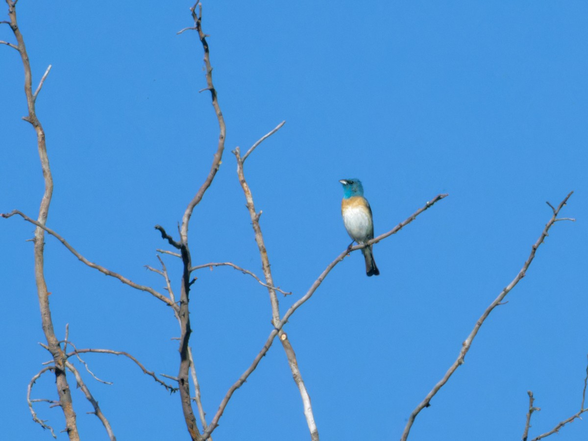 Lazuli Bunting - ML620872809