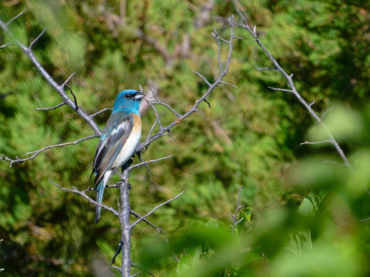 Lazuli Bunting - ML620872811