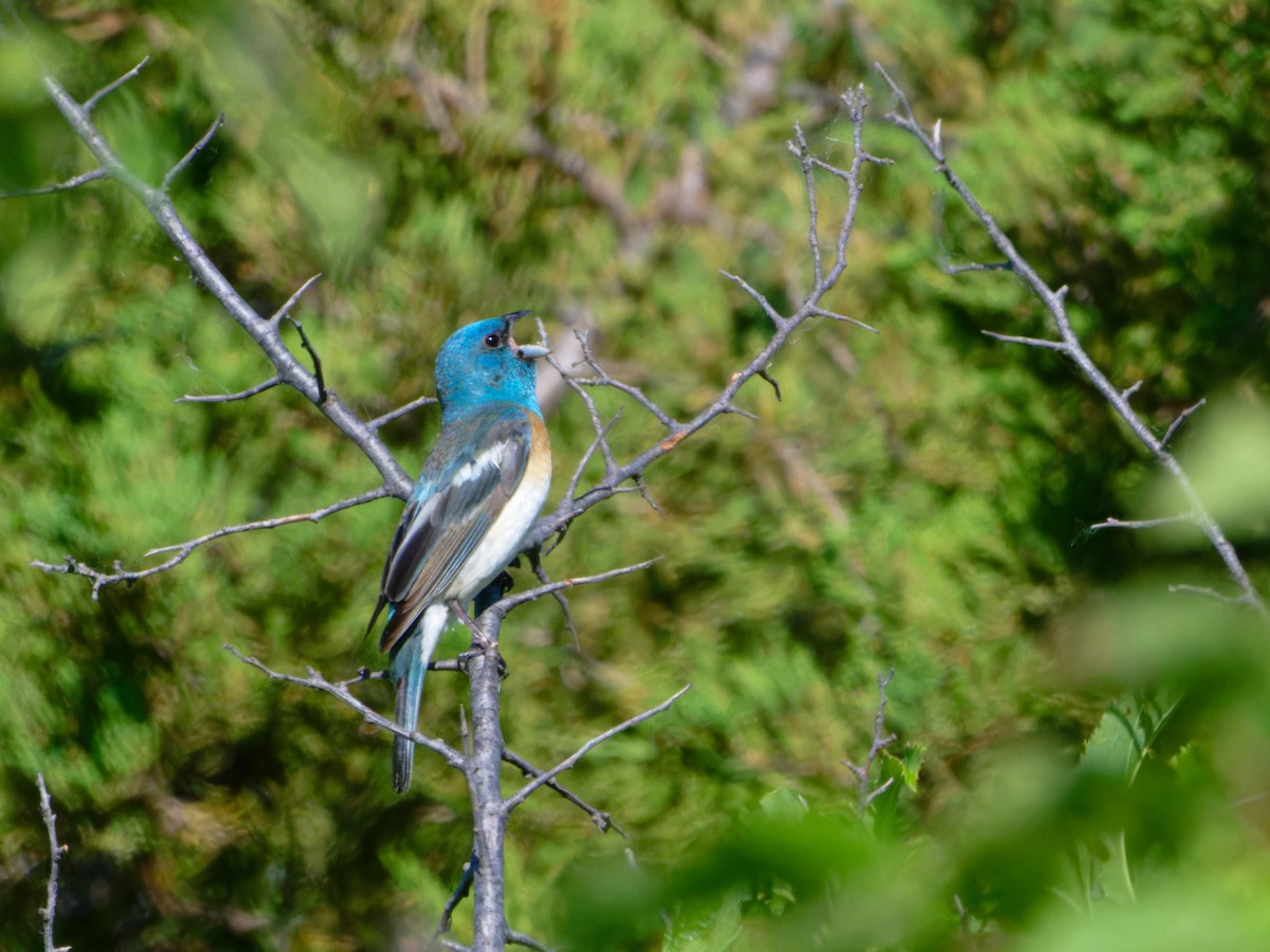 Lazuli Bunting - ML620872812