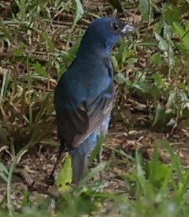 גיבתונית כחולה - ML620872819