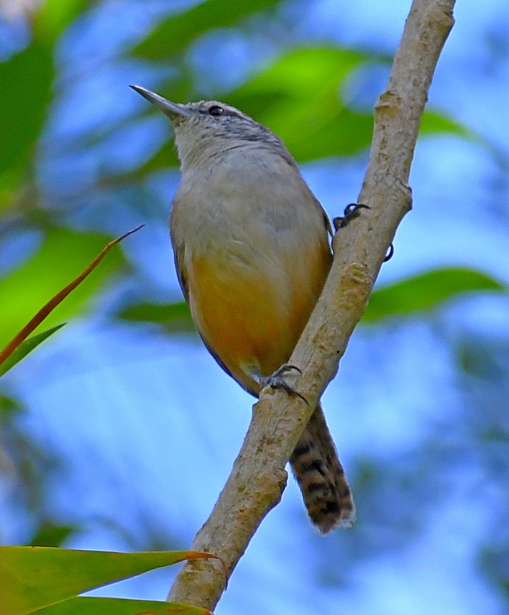 Cabanis's Wren - ML620872820