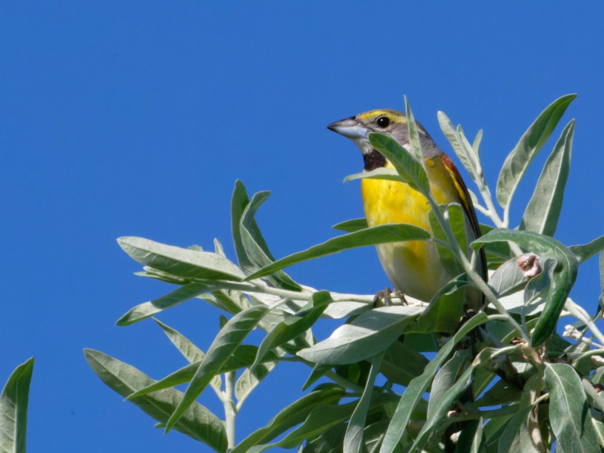 Dickcissel - Alan Van Norman