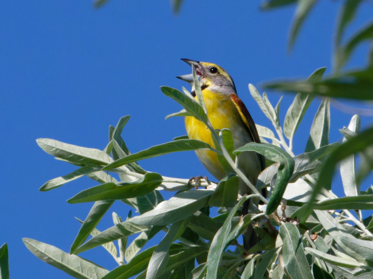 דיקסיסל - ML620872825