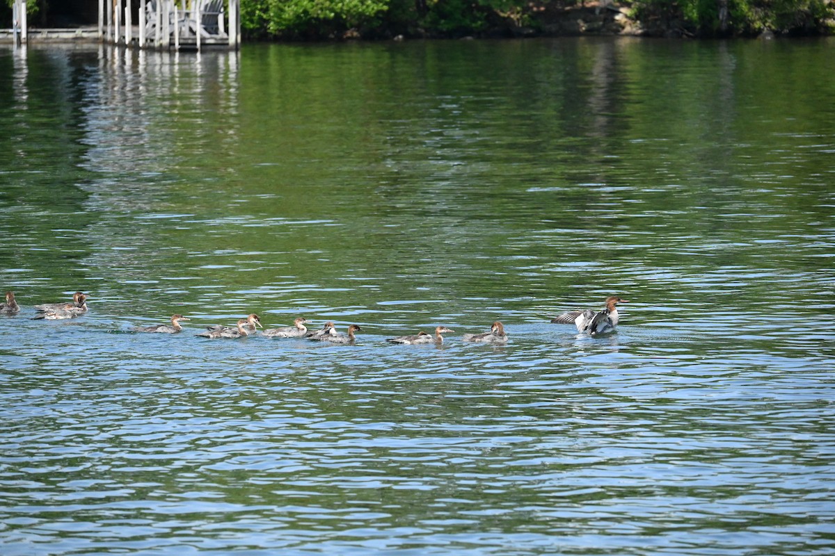 Common Merganser - ML620872835