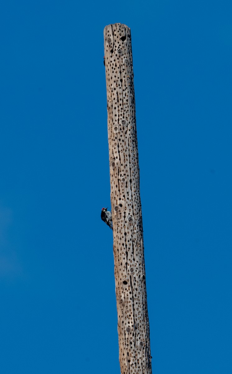 Acorn Woodpecker - ML620872836