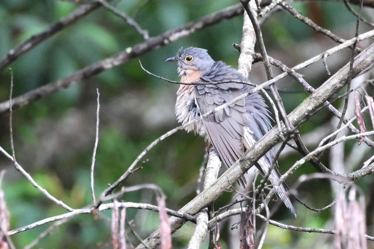 Fan-tailed Cuckoo - Mark and Angela McCaffrey