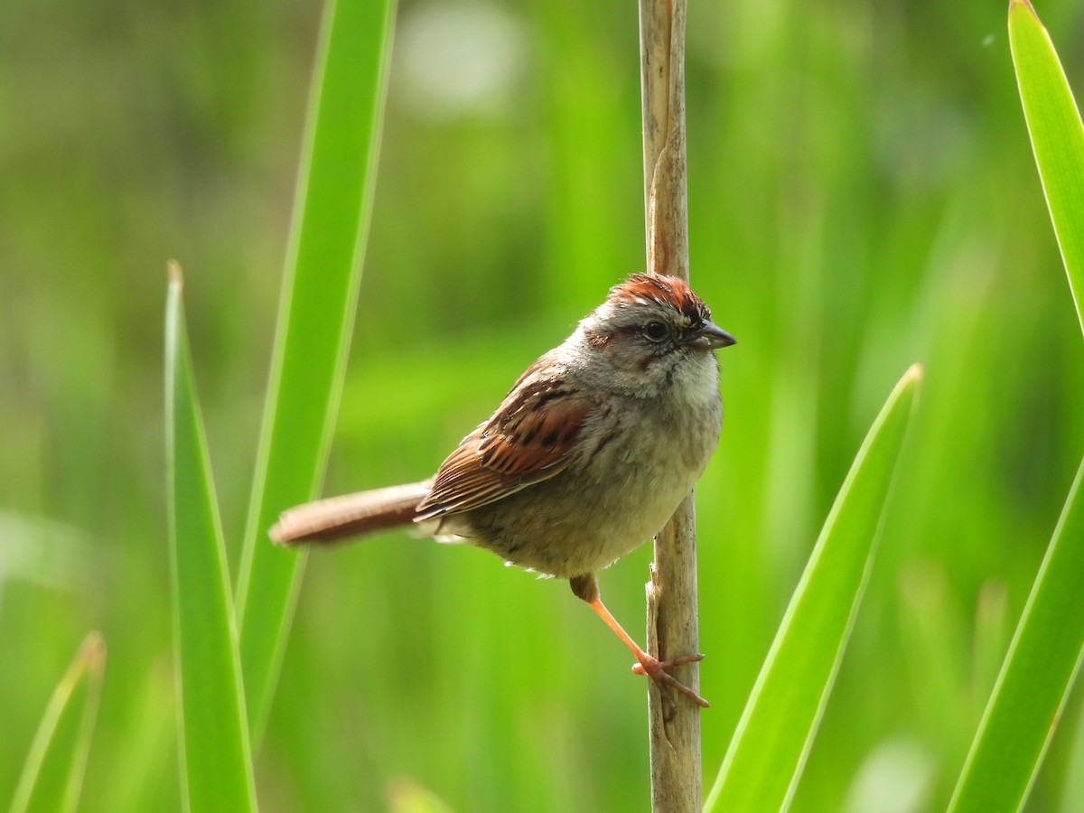 Swamp Sparrow - ML620872841