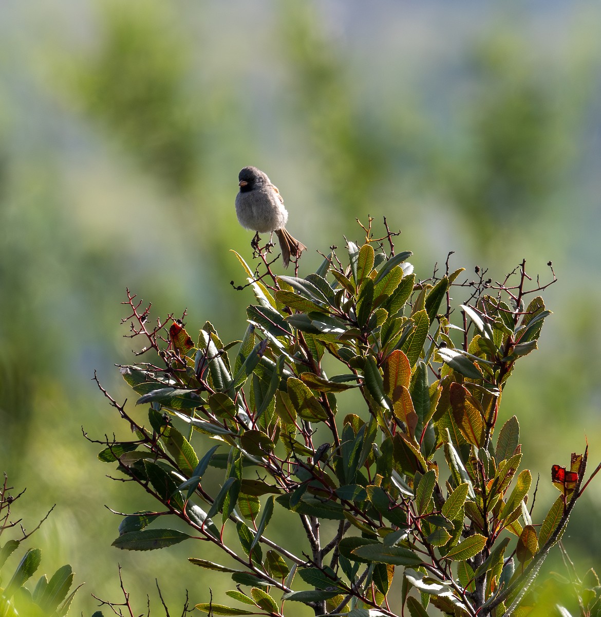 Black-chinned Sparrow - ML620872846