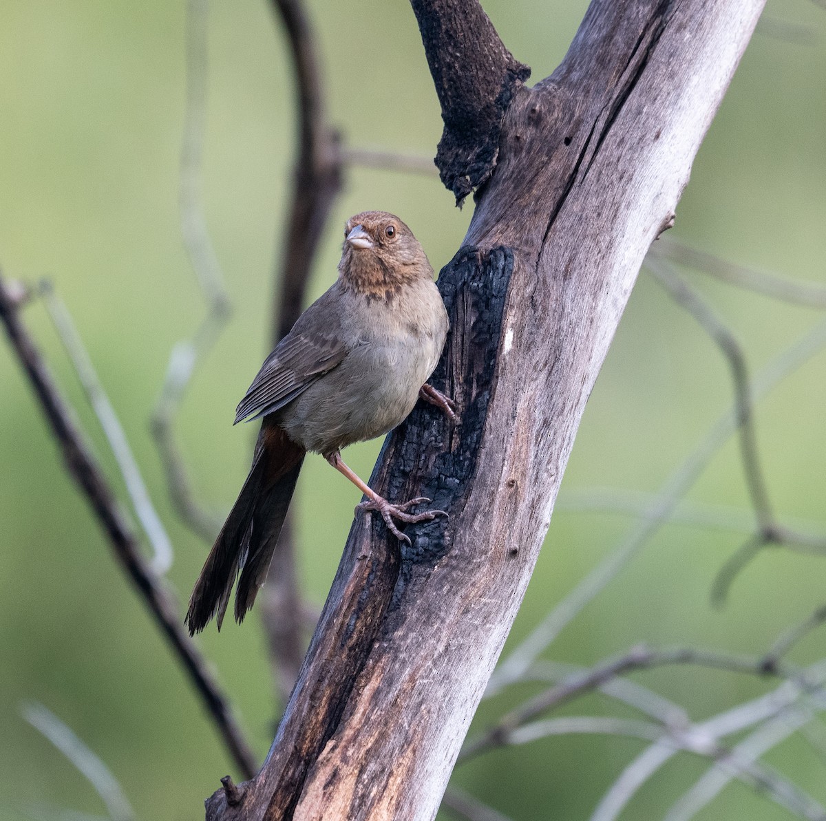 California Towhee - ML620872848