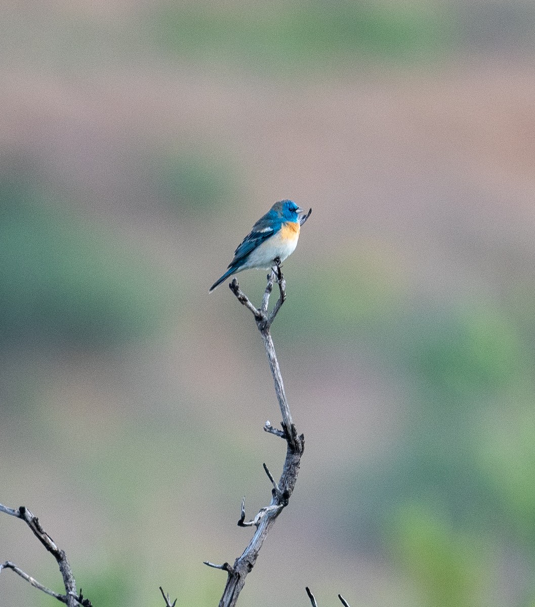 Lazuli Bunting - ML620872852