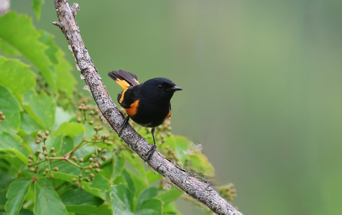 American Redstart - ML620872853