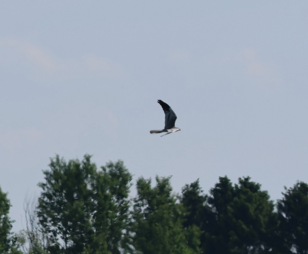 Montagu's Harrier - ML620872854