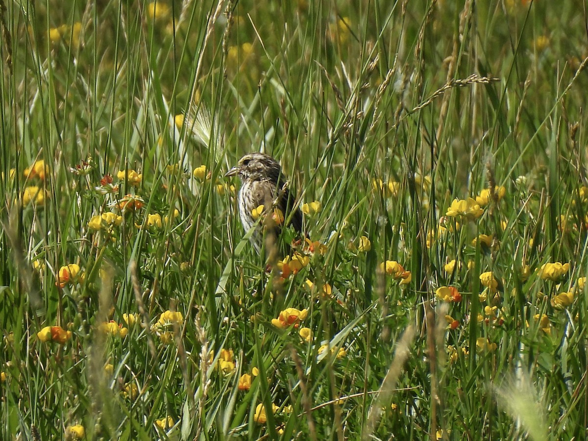 Bruant des prés - ML620872857