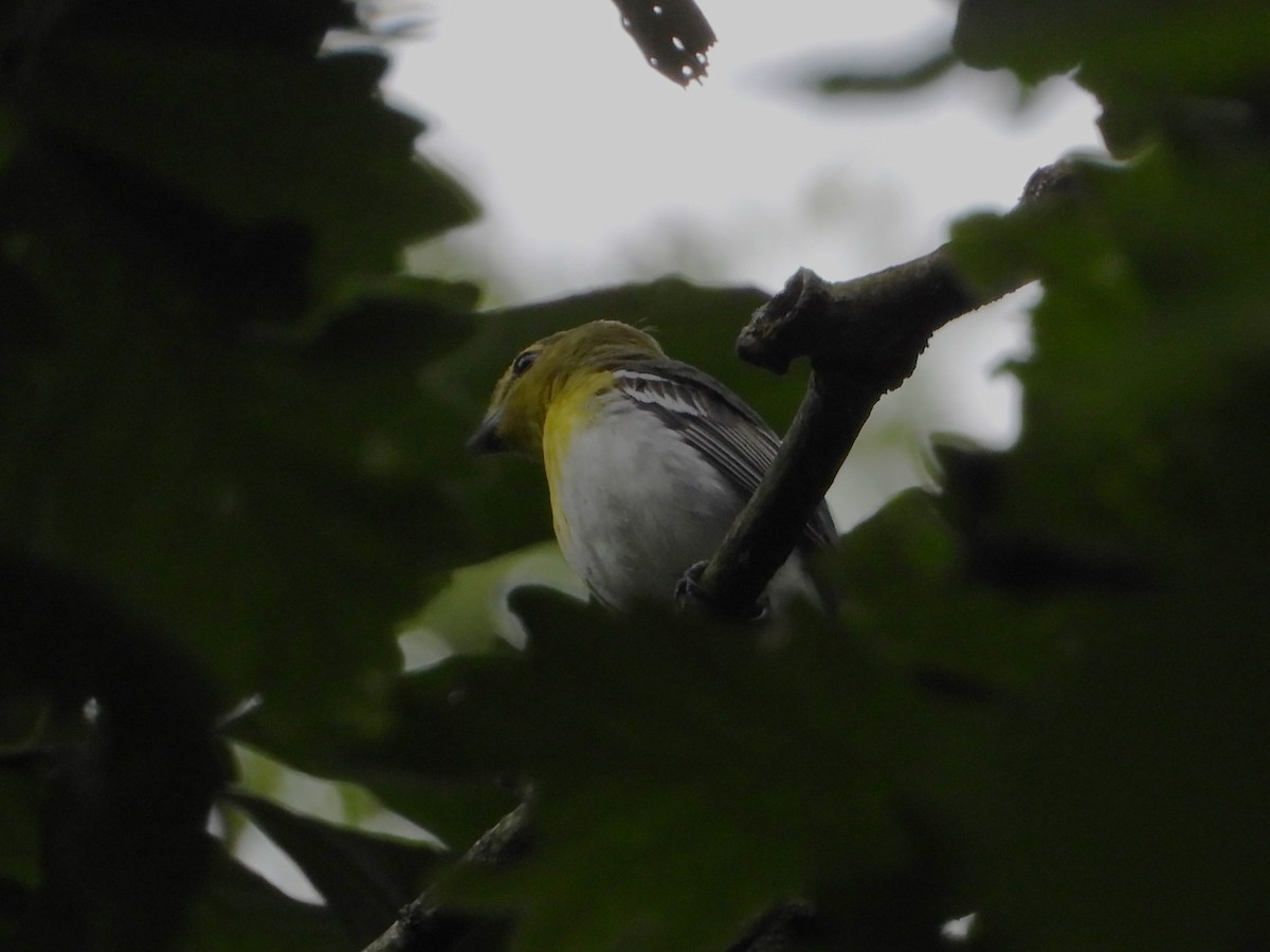 Yellow-throated Vireo - ML620872864