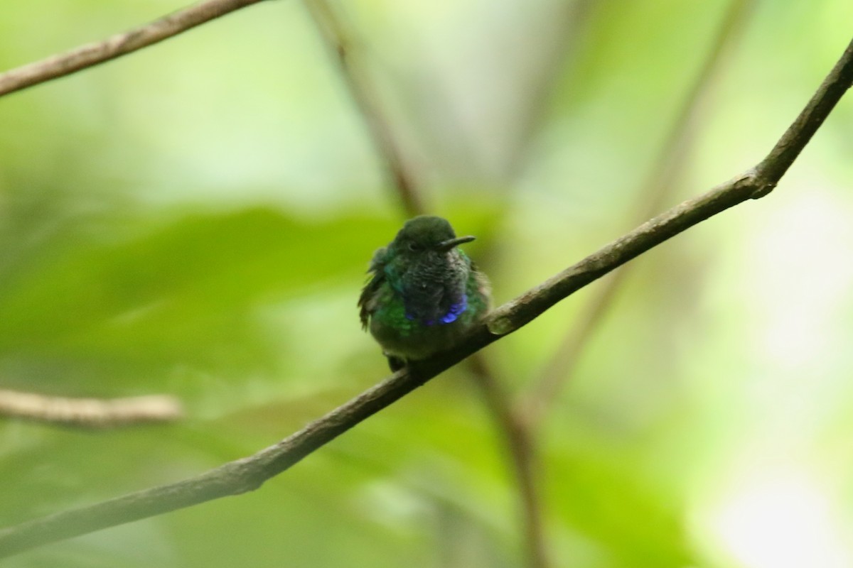Purple-chested Hummingbird - ML620872866