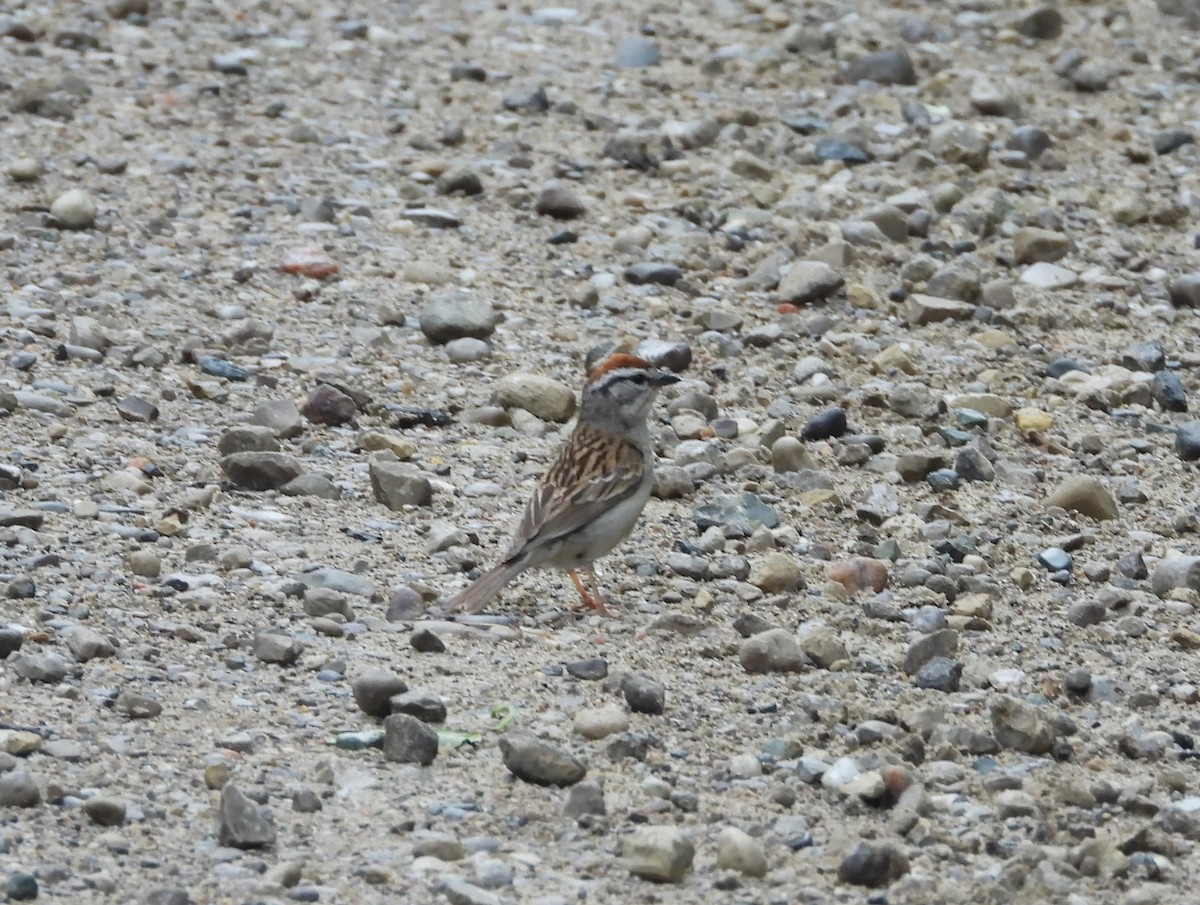 Chipping Sparrow - ML620872869