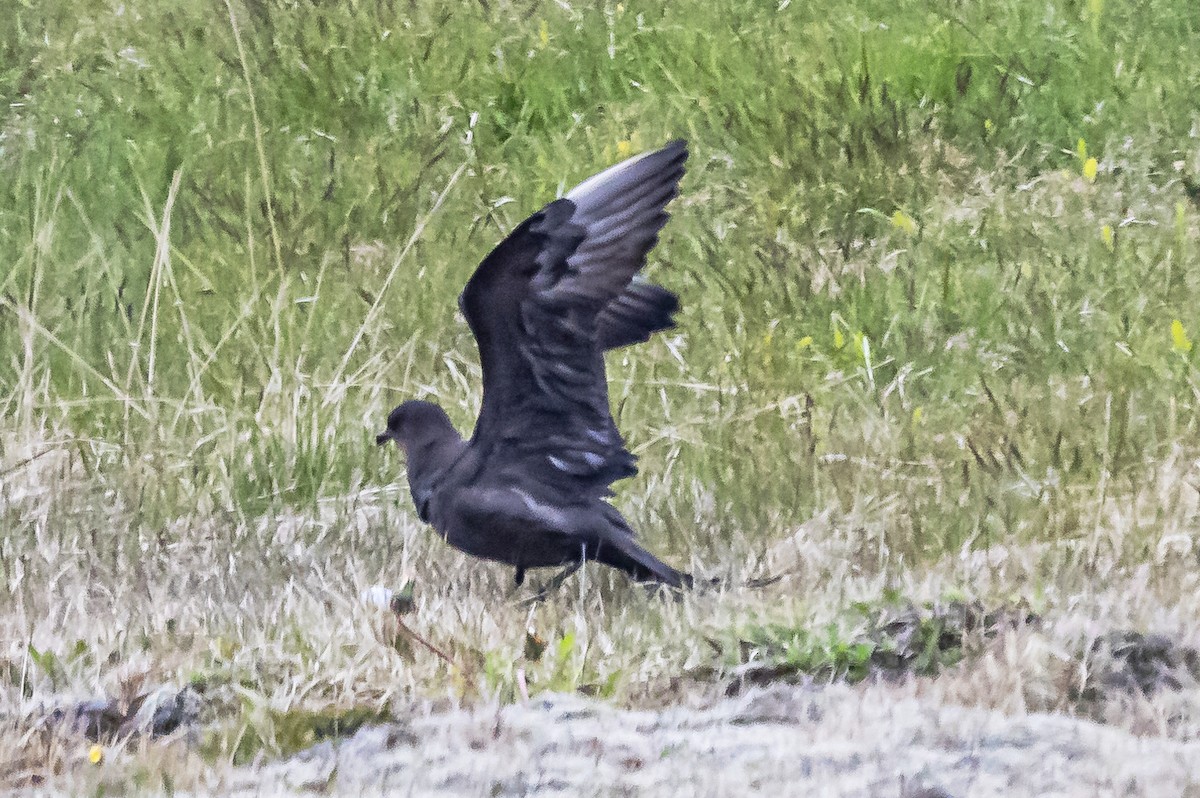 Parasitic Jaeger - ML620872879