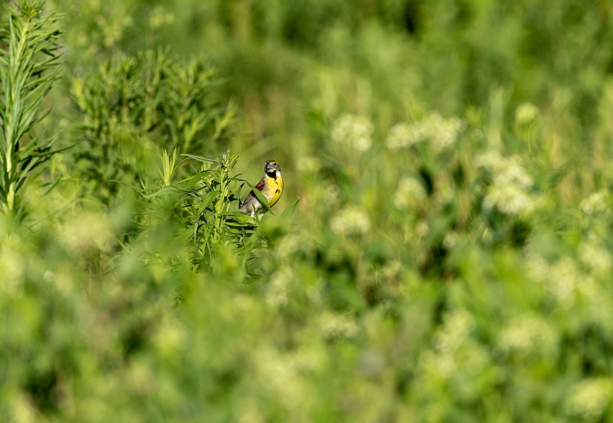 Dickcissel - ML620872880