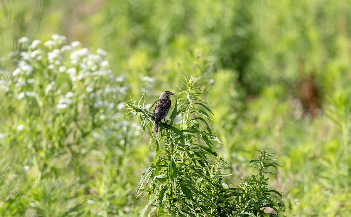 Dickcissel - ML620872881