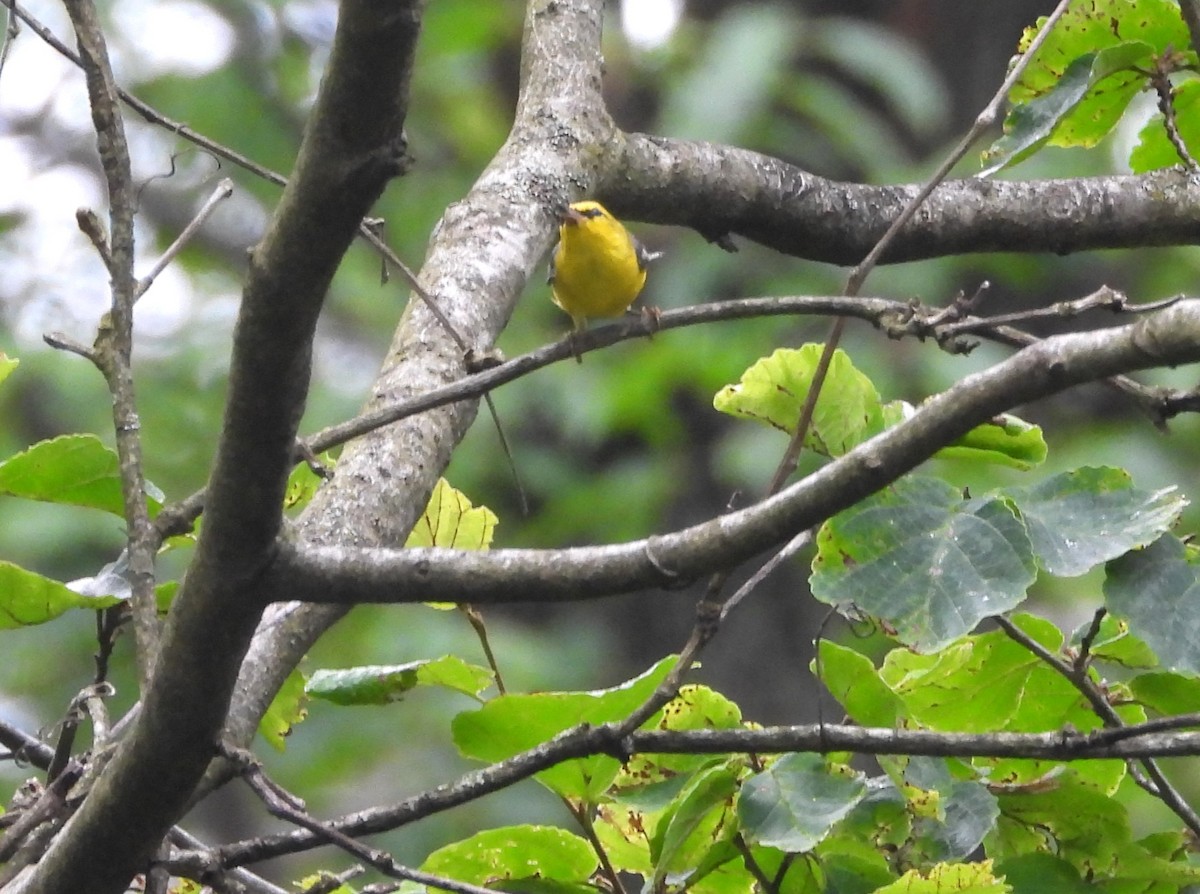 Blue-winged Warbler - ML620872886