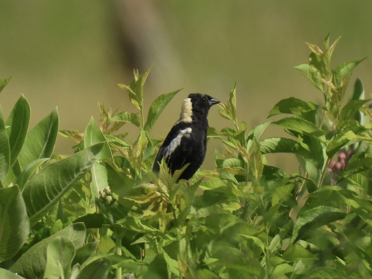 bobolink americký - ML620872889