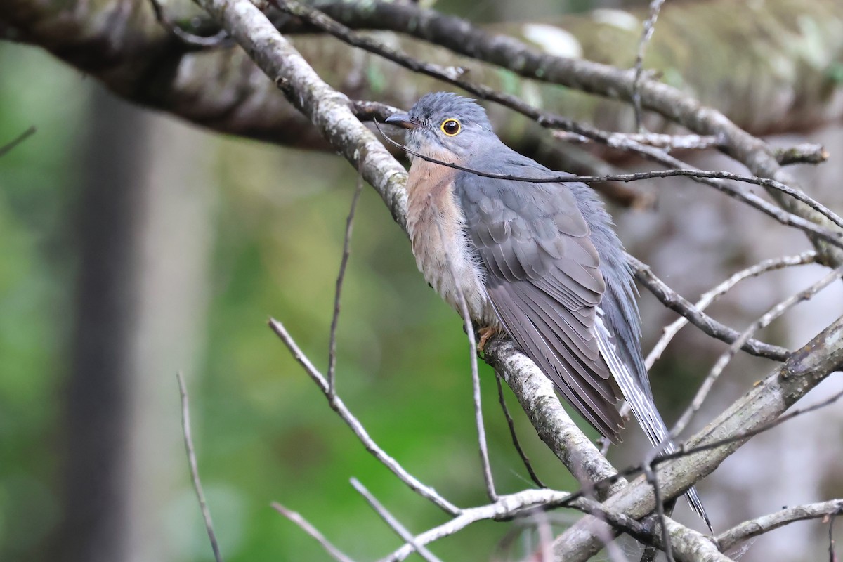 Fan-tailed Cuckoo - ML620872892