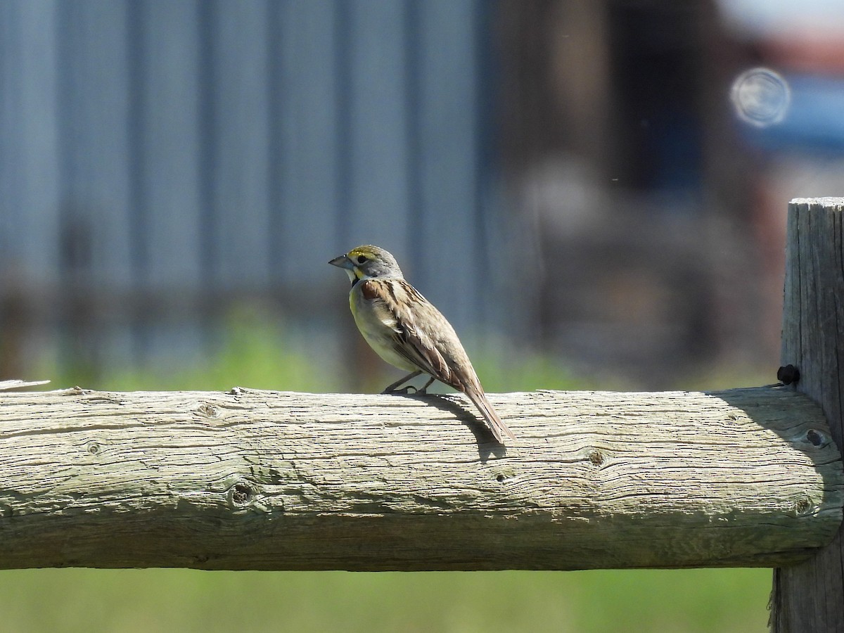 Dickcissel d'Amérique - ML620872894