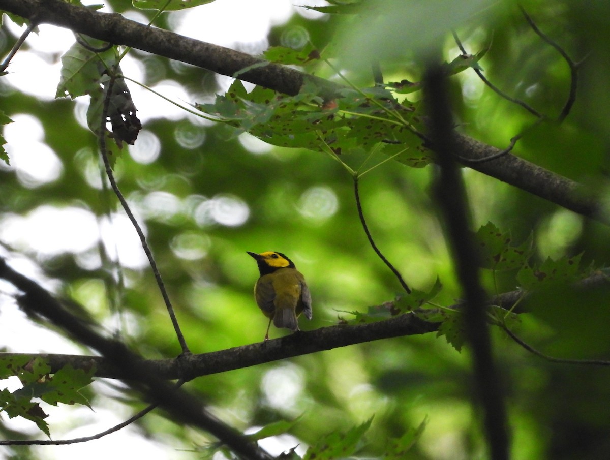 Hooded Warbler - ML620872896