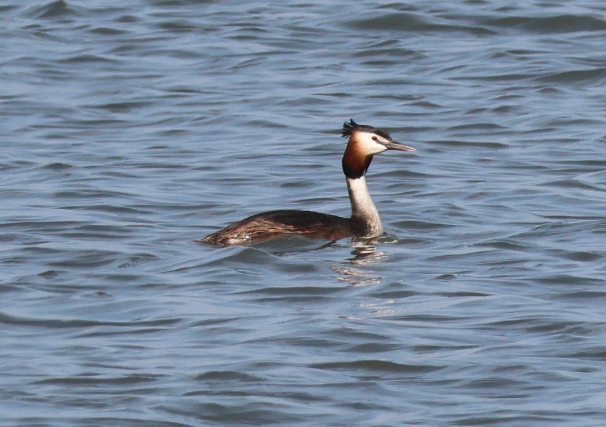 Great Crested Grebe - ML620872898
