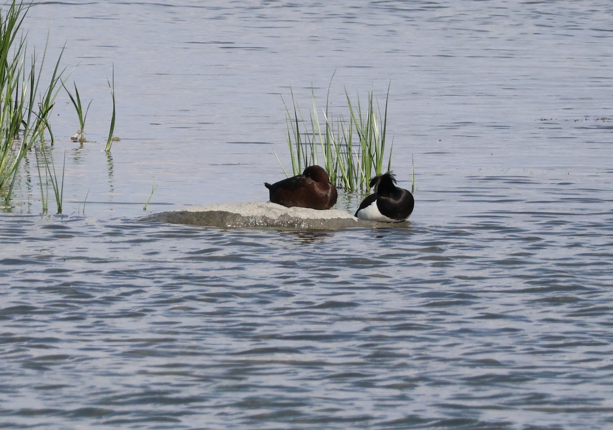 Tufted Duck - ML620872899