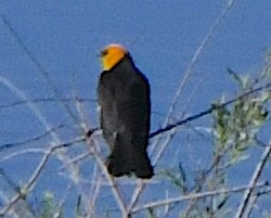 Yellow-headed Blackbird - ML620872900